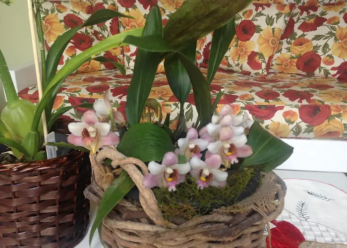 Pousada Beija Flor Gramado foto